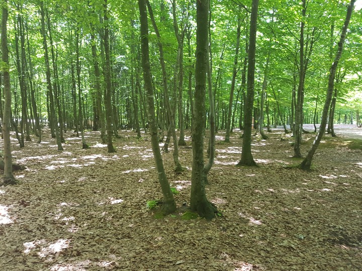 Sonsuz doğa