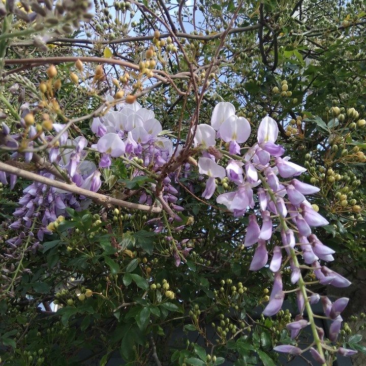 flowers....