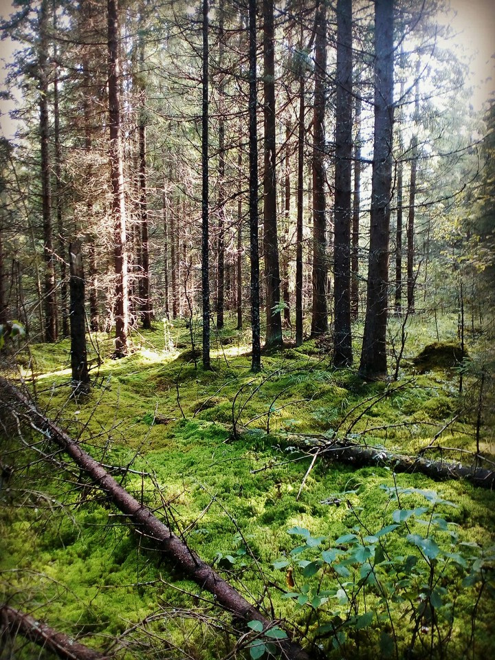 Лес
