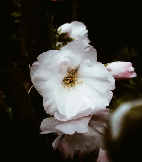 pink, flower duvar kağıtları