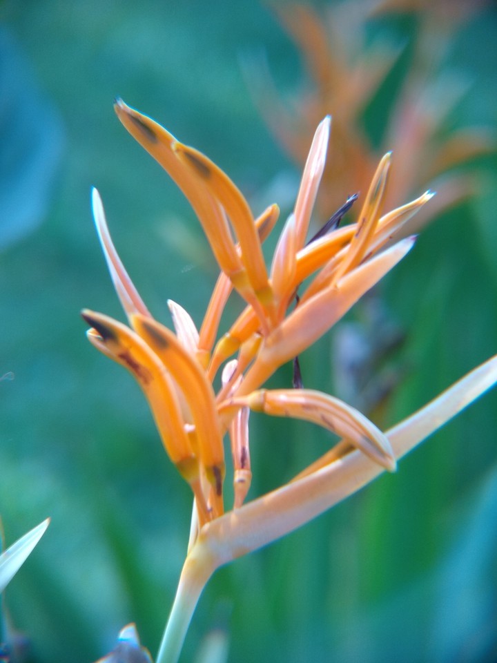 Heliconia