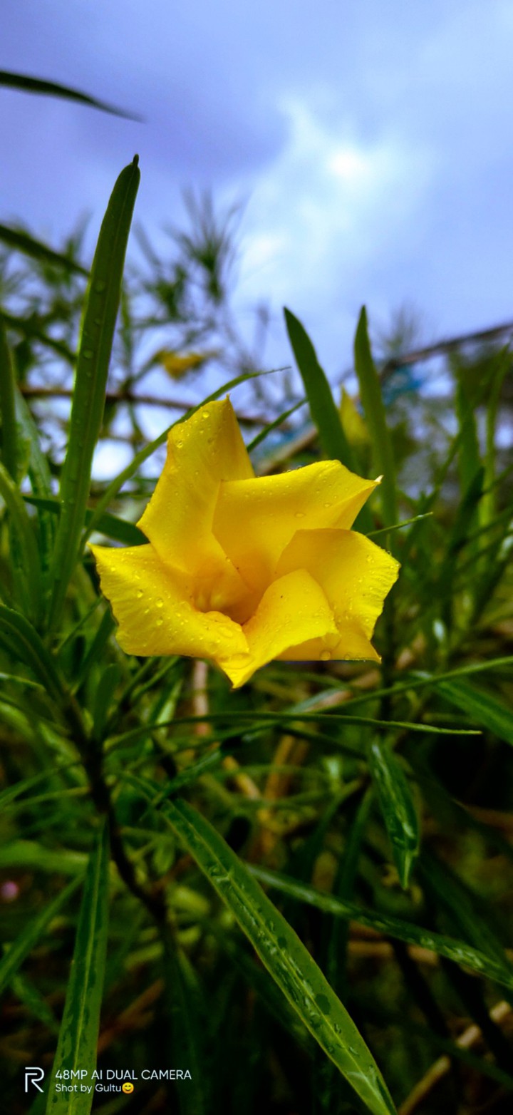 কলকে ফুল
