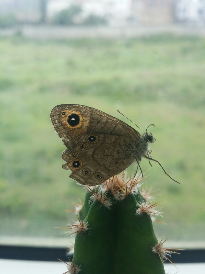 Butterfly