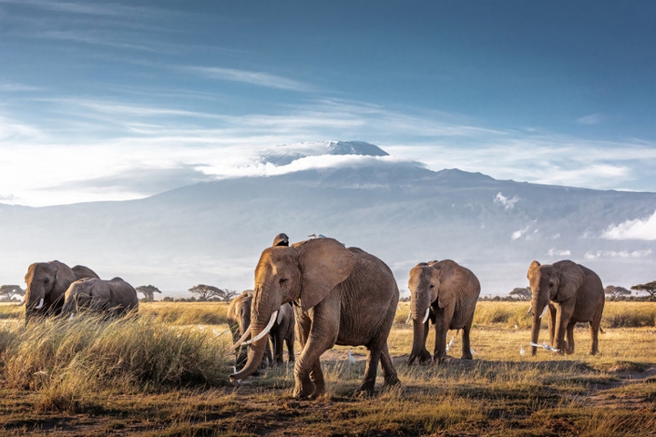 I love Africa