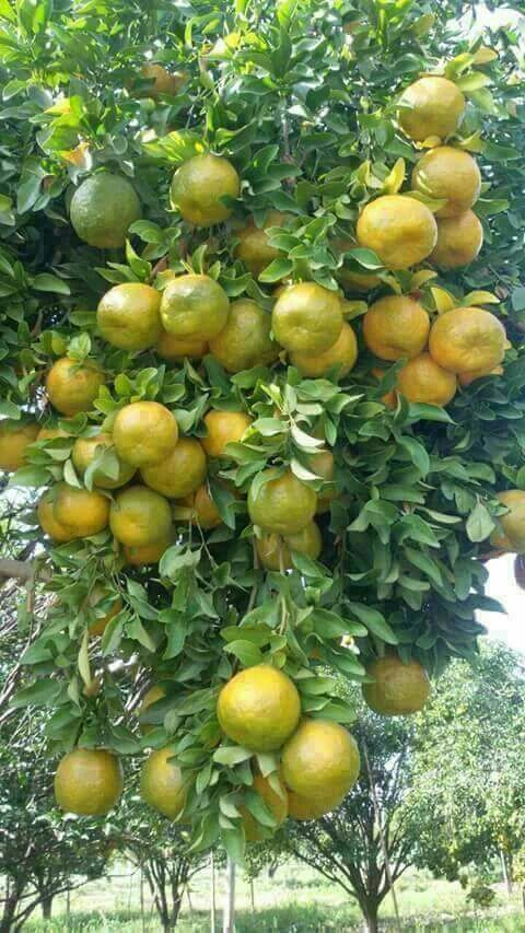 oranges