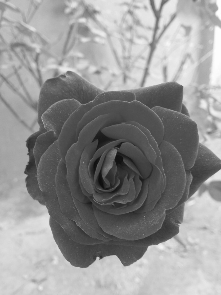 The Black