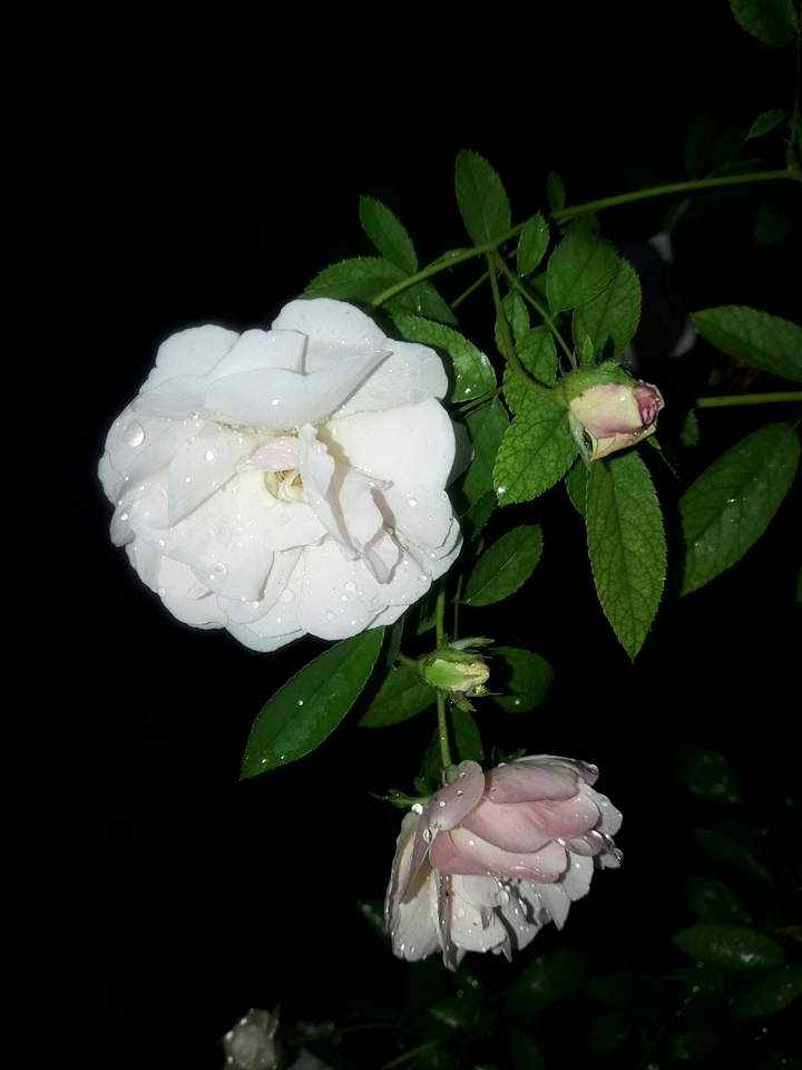 flower plant rose land_plant