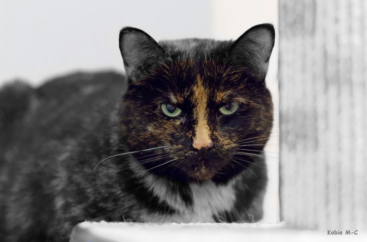 Tortoise shell cat not enjoying the photo