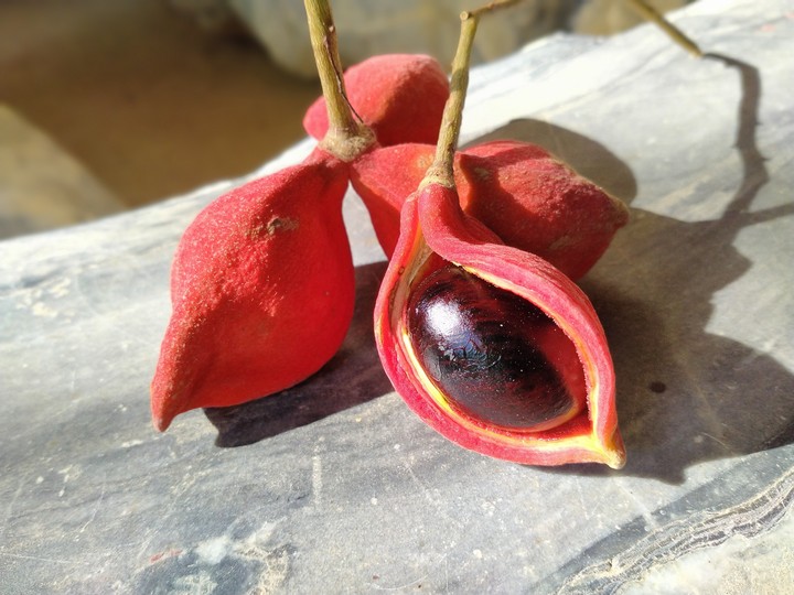 Chinese chestnuts