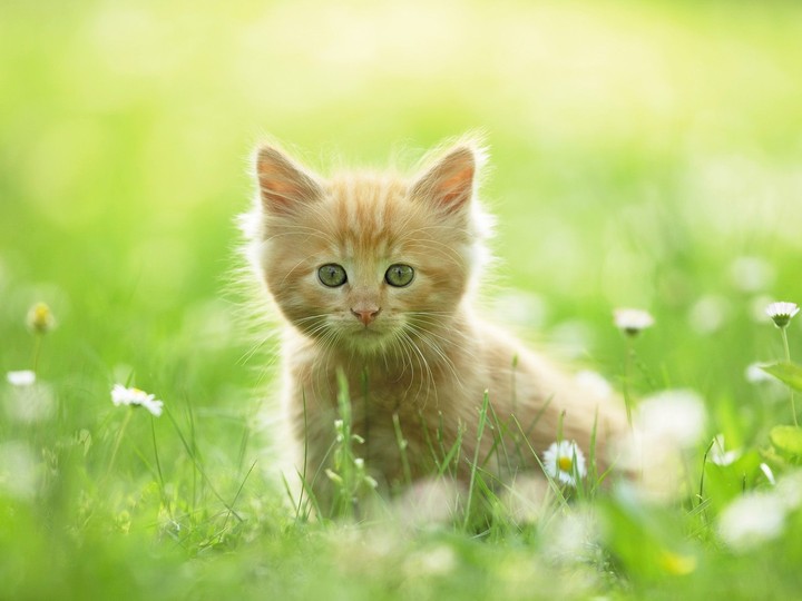 Maine Coon Kitten
