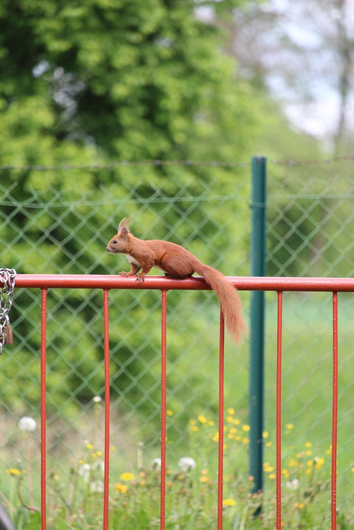 squirrel