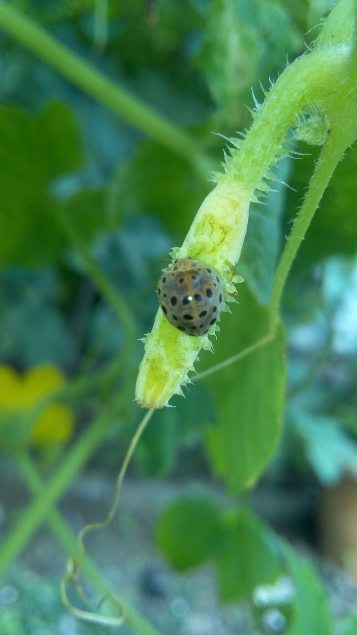 bug