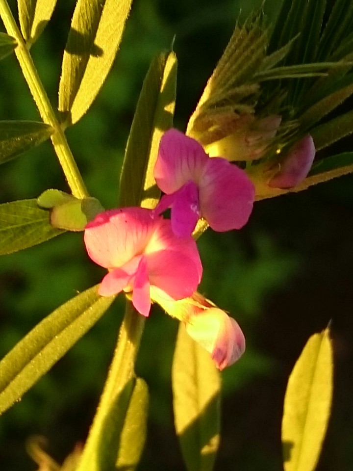 pink Wild Flower