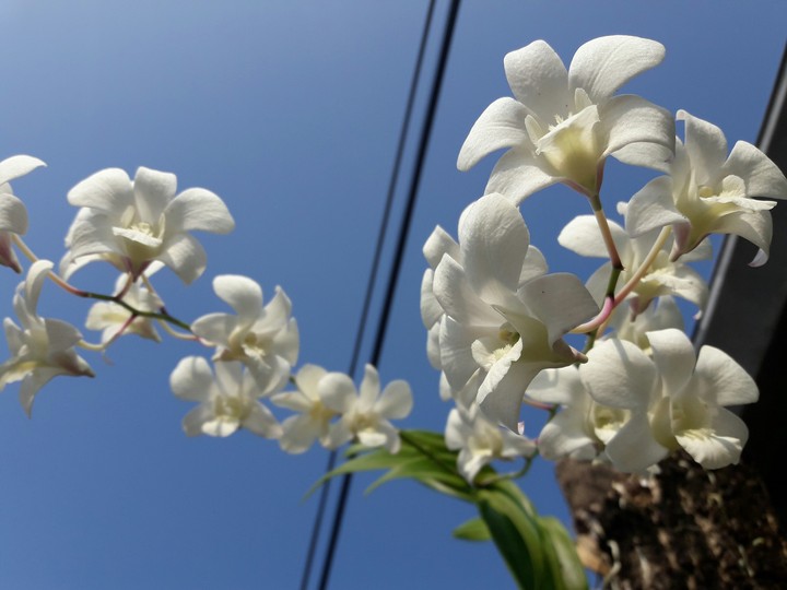 flower_5