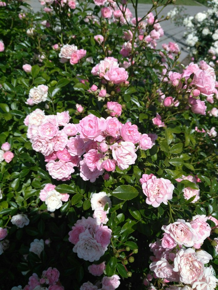 rose