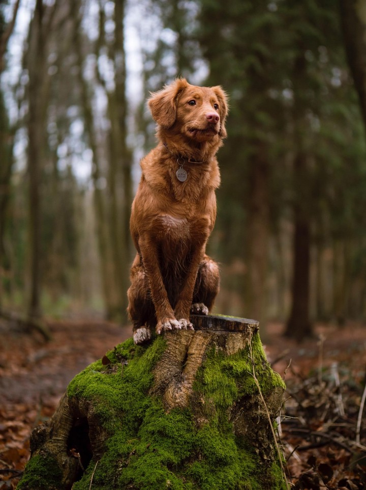 dog