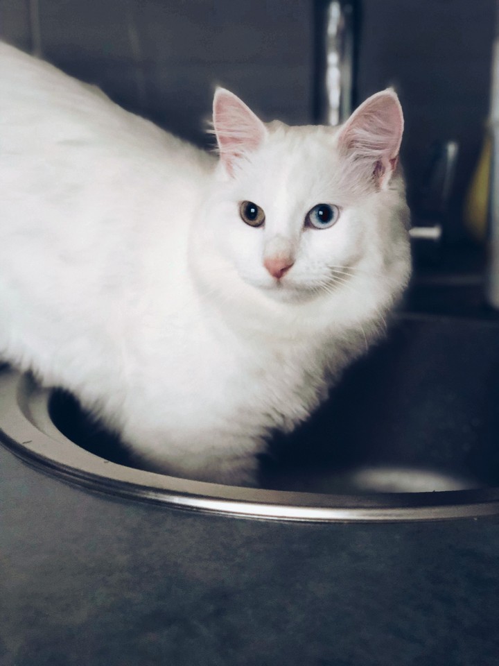 curious kitty