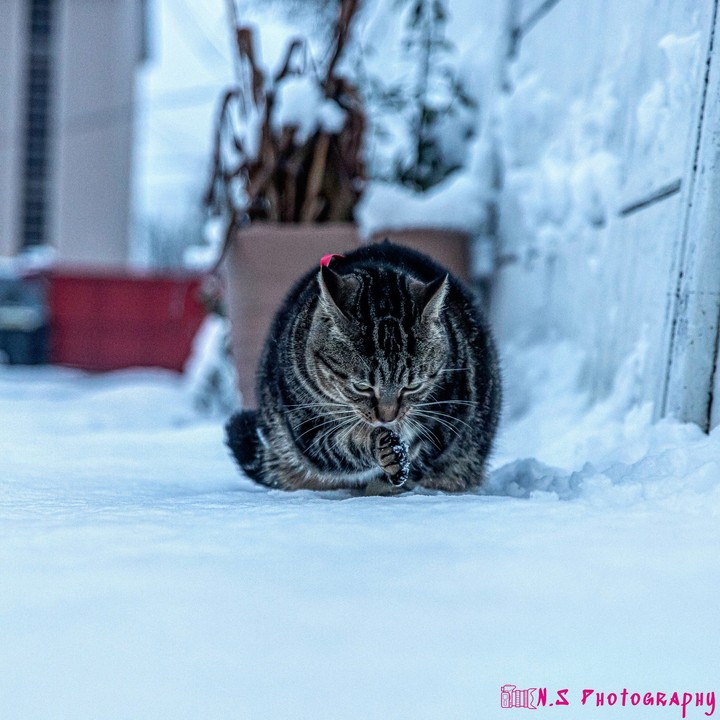 cat snow
