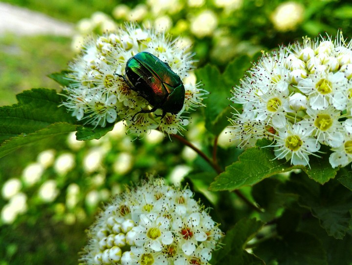 Nature