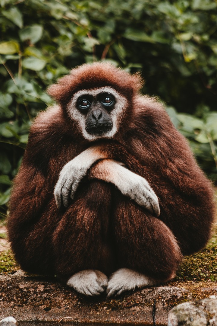 Gibbon Pensive Sitting
