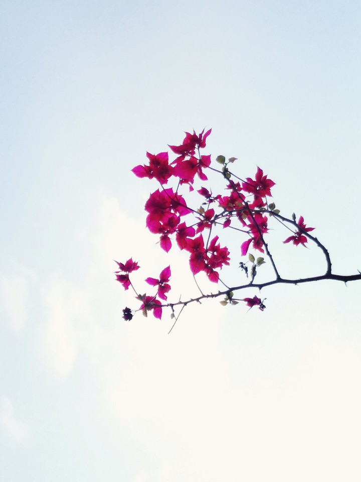 Pink and Blue