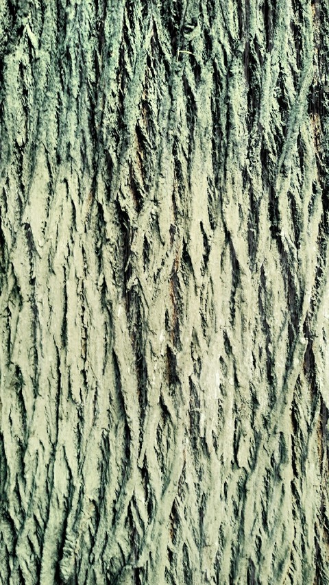 Bark