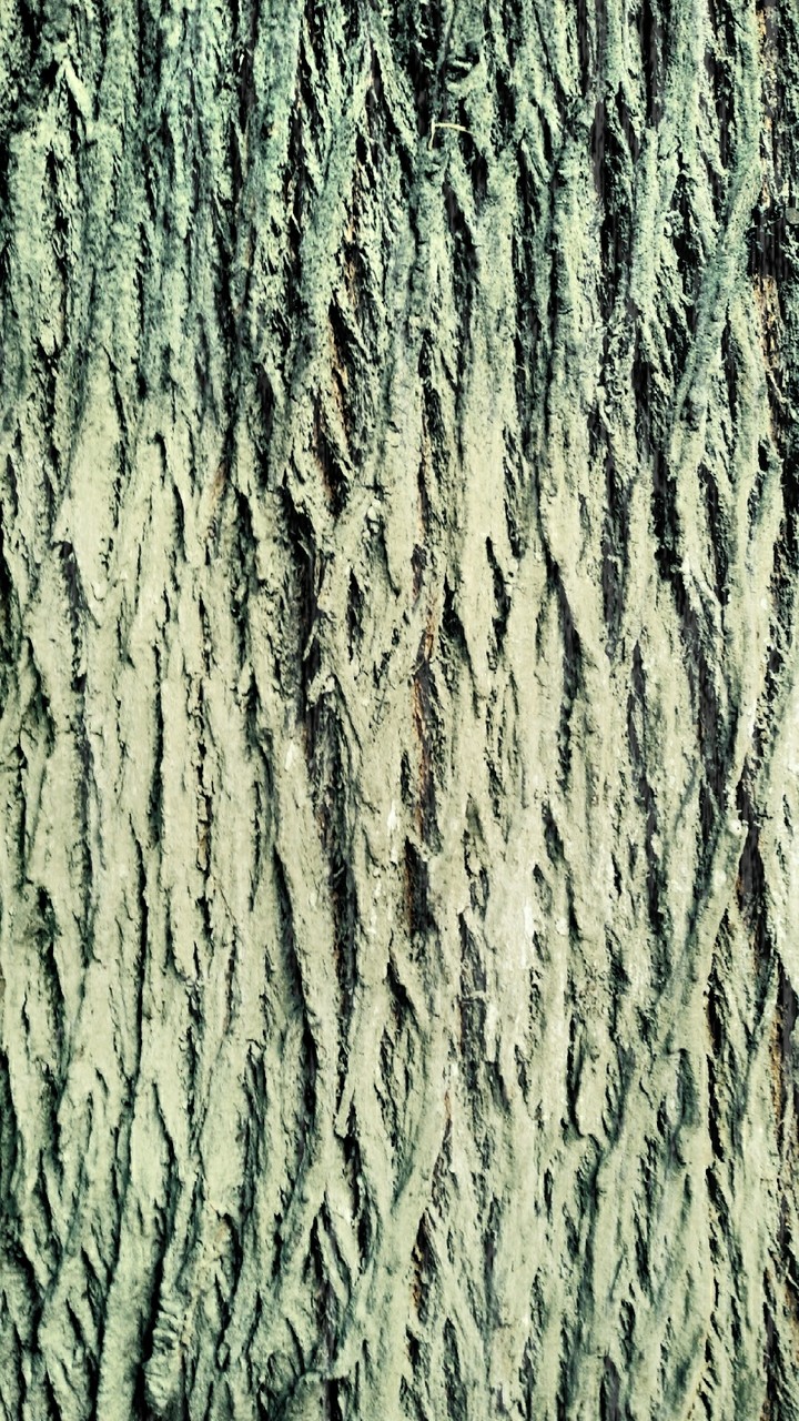 Bark