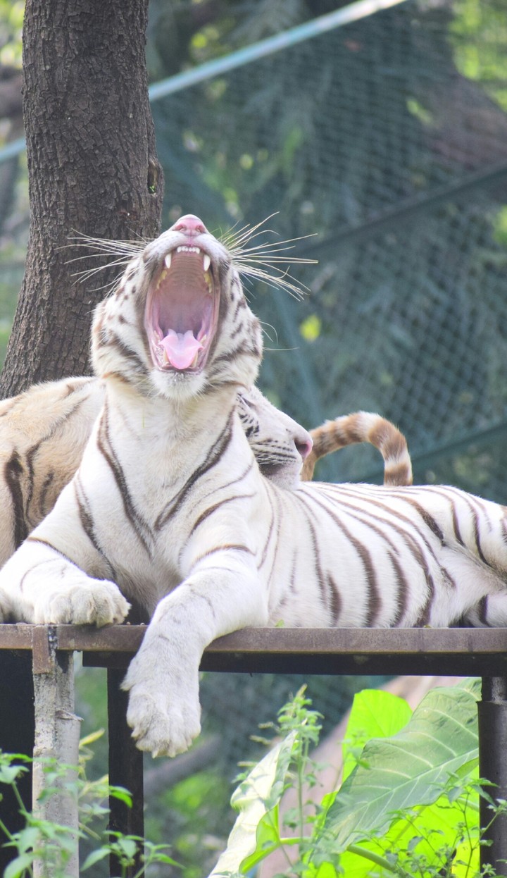 Roaring Tiger