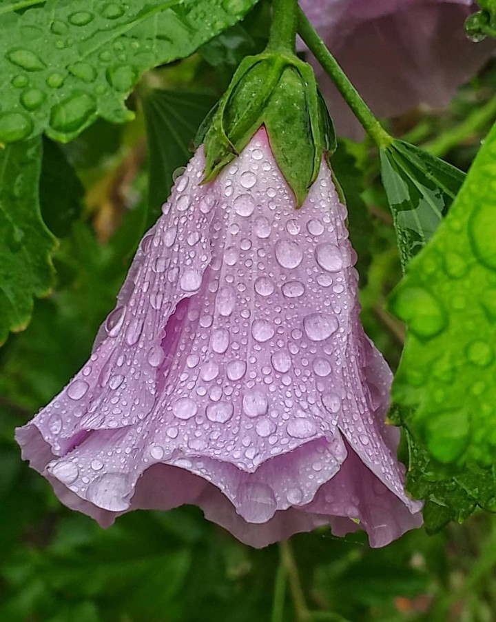 drop