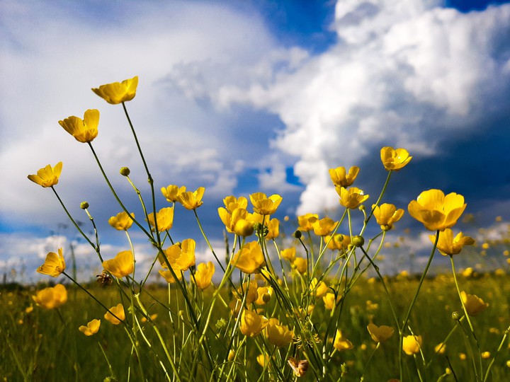 summer field