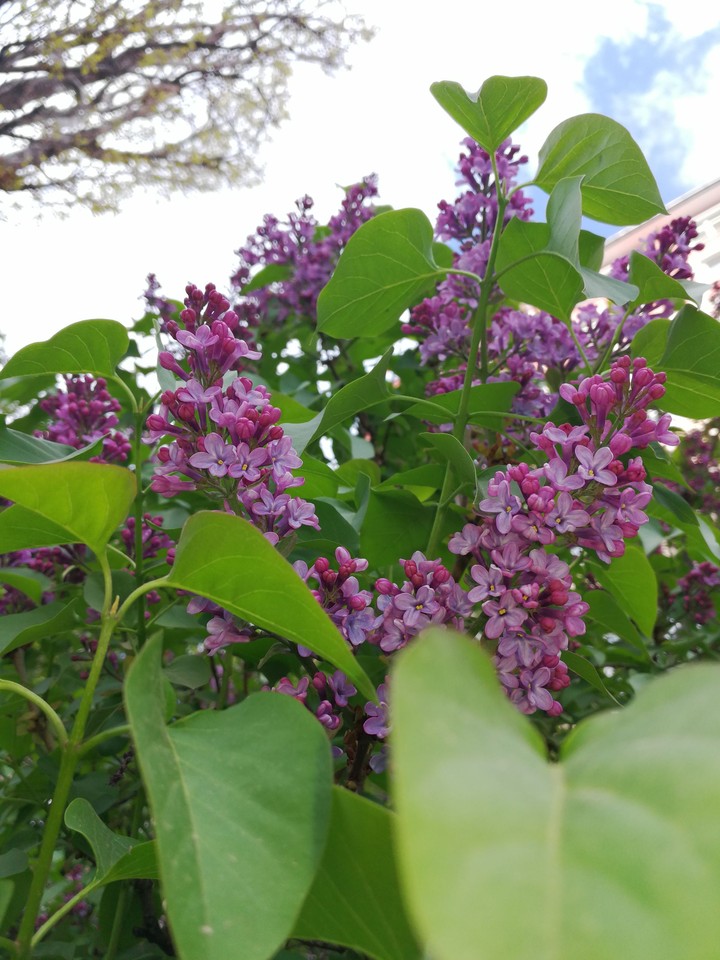 Lilac