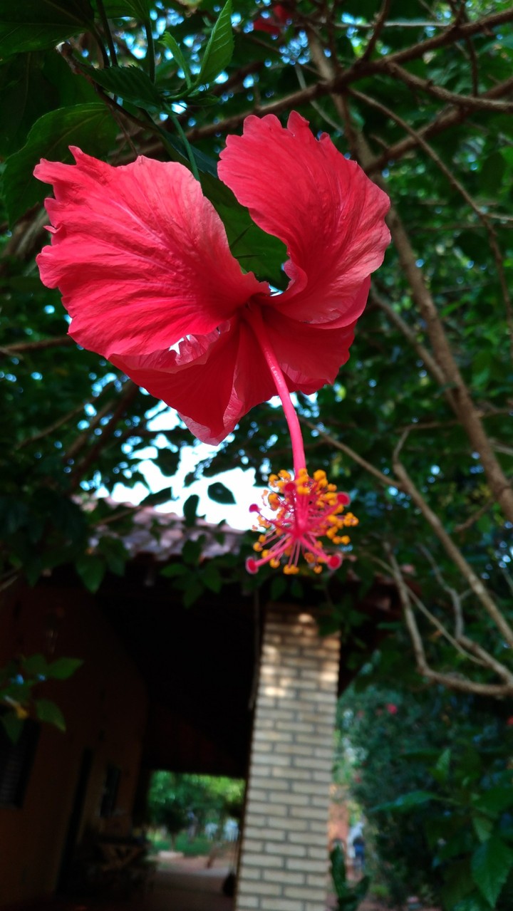 Amazing Flower