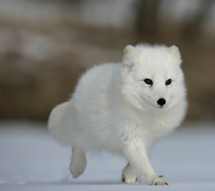 wolfie