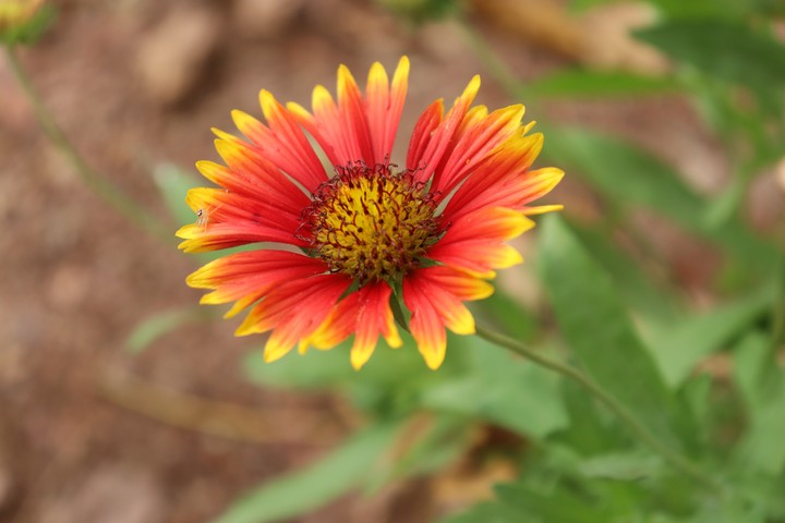 Red Flowers