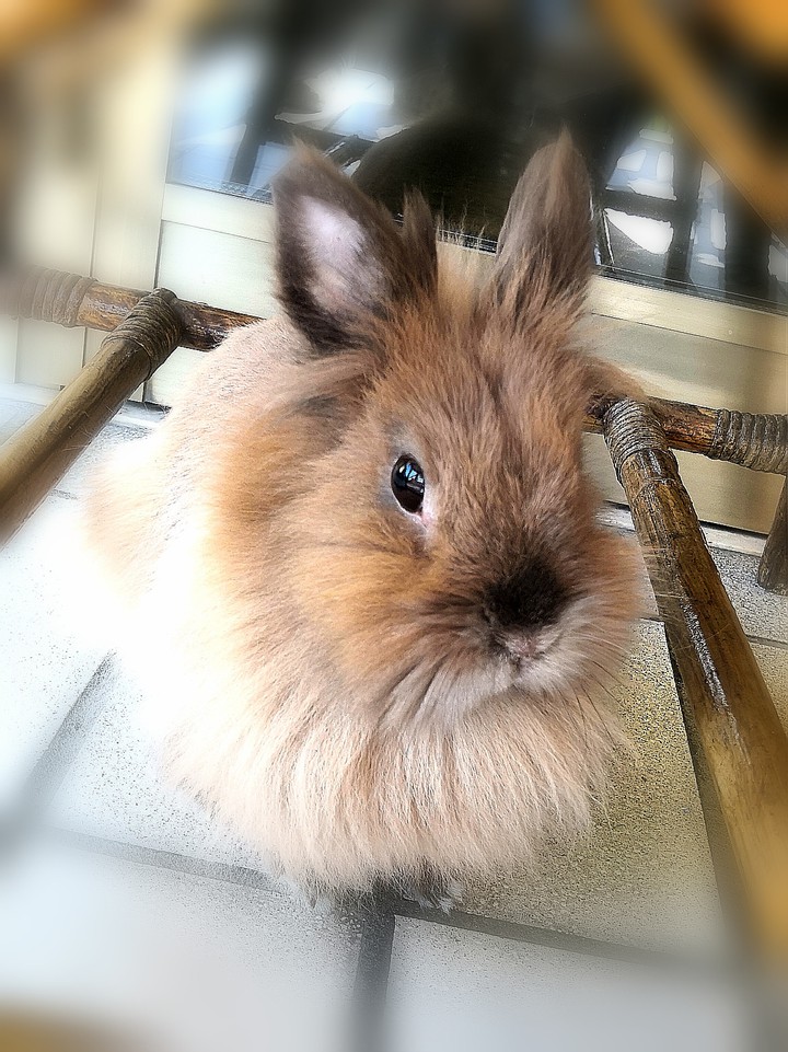 Little bunny