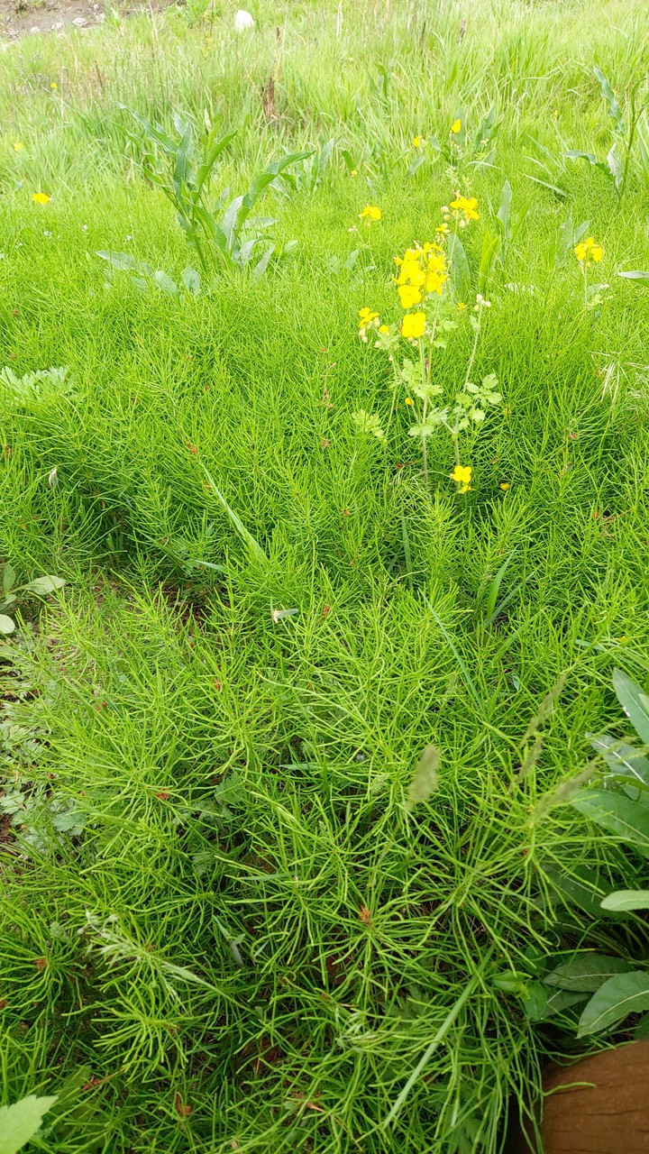 창릉천 언덕에서