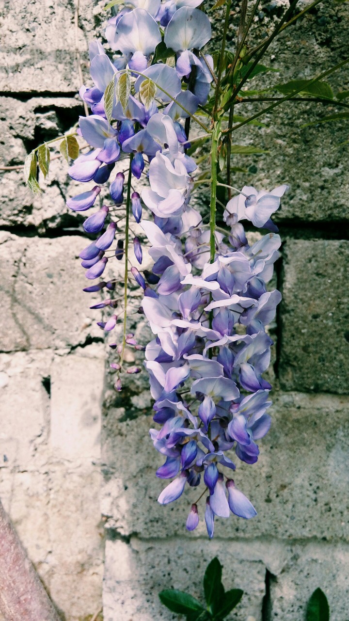 violet flower