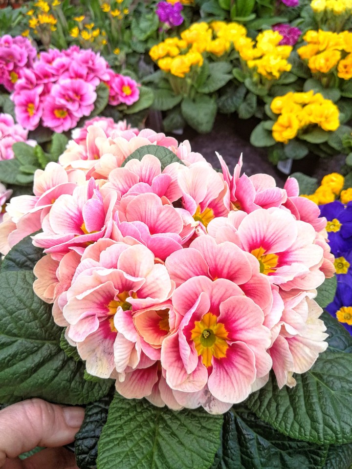 Frühlingsblumen