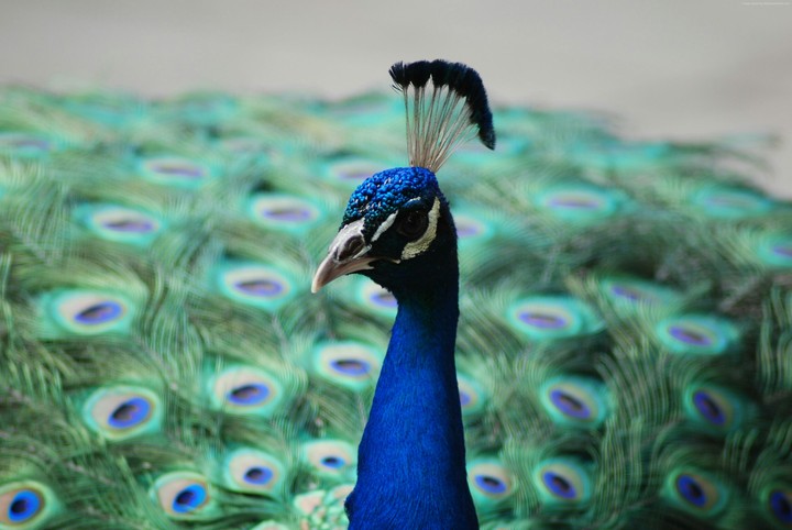 nationalbird