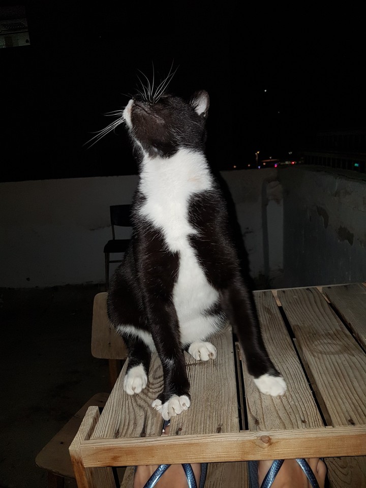 cat