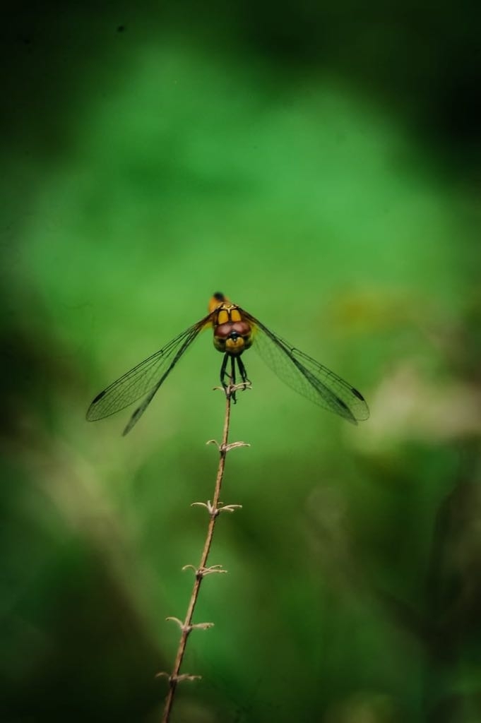 fly