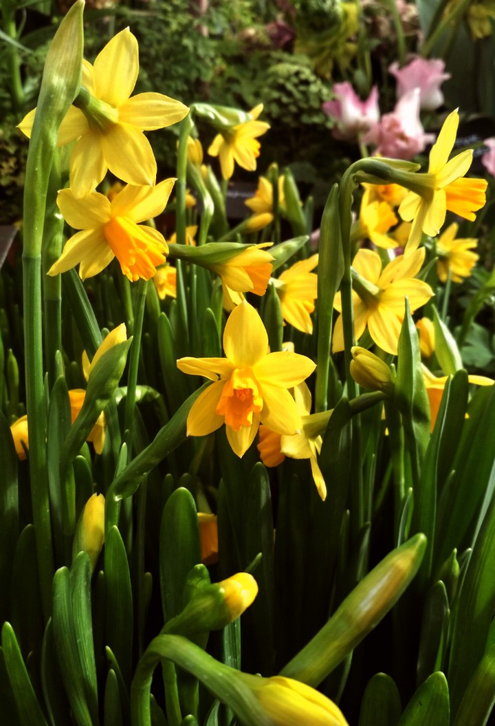 Daffodils