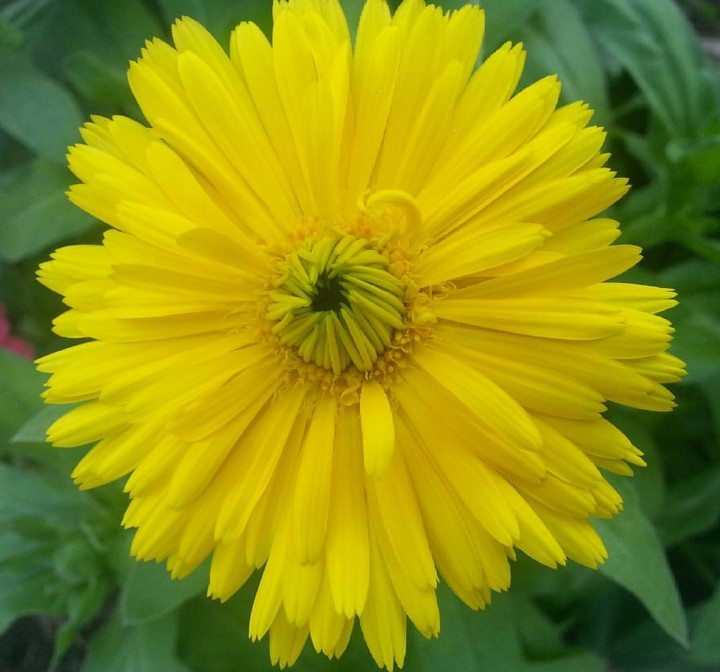 Yellow