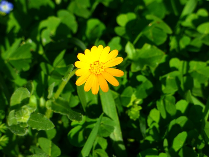 A small orange flower