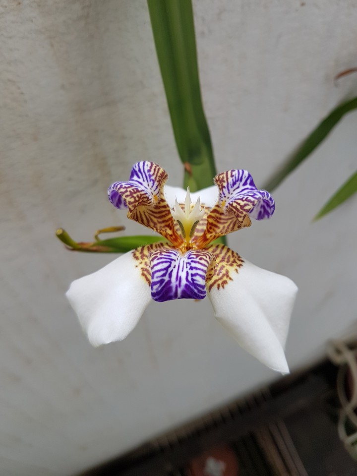 Natureza