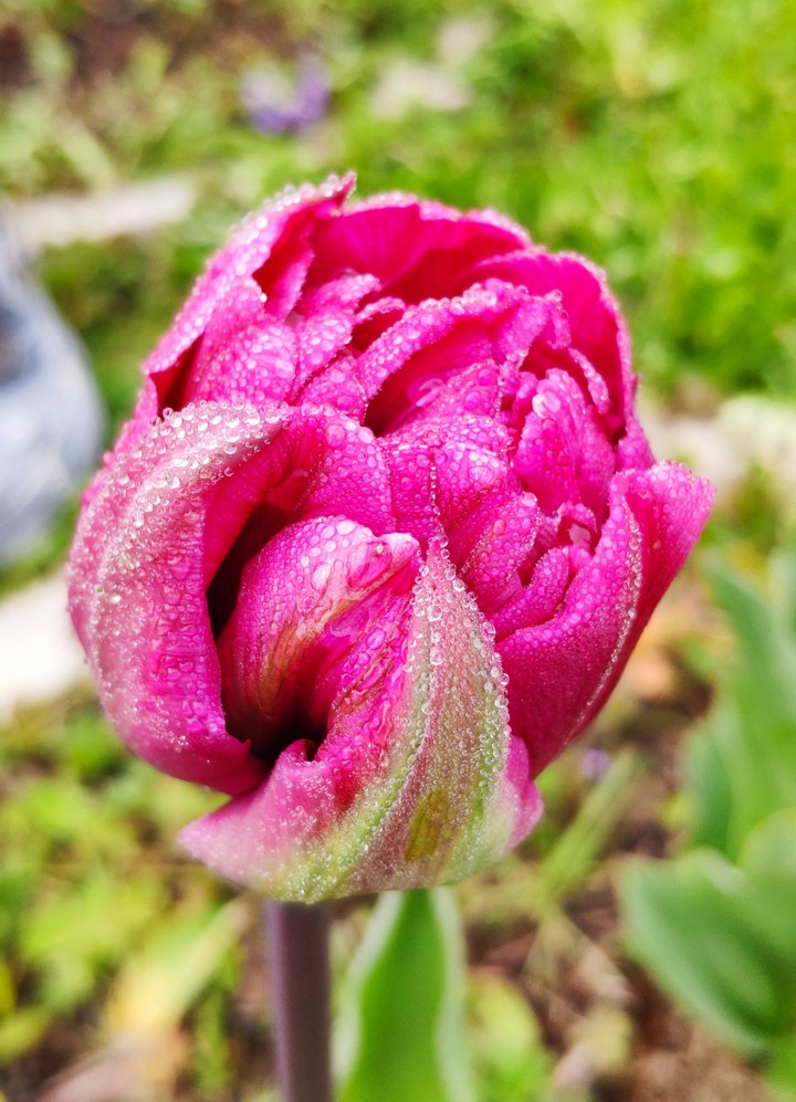 Tulpen ♥️