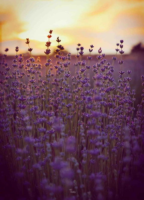 deep purple