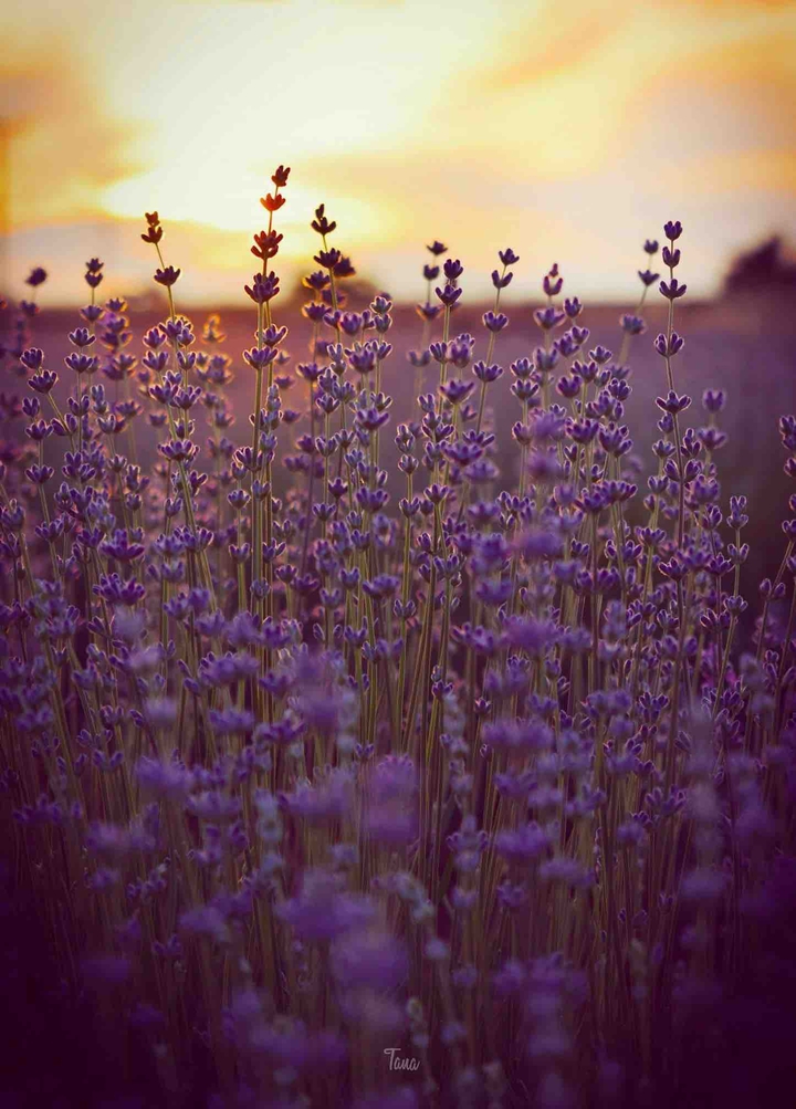 deep purple