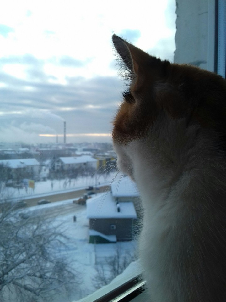 cat