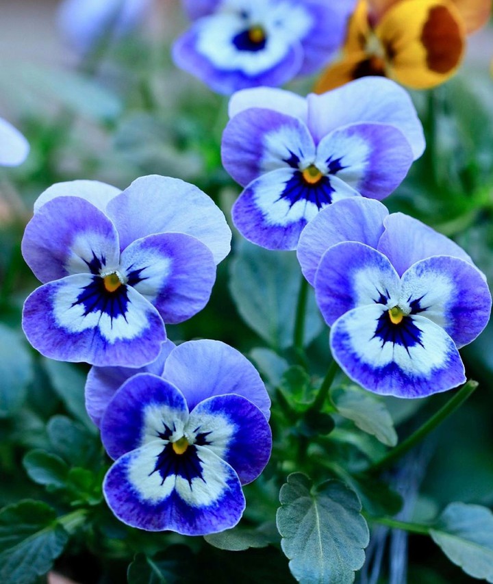 Pansies